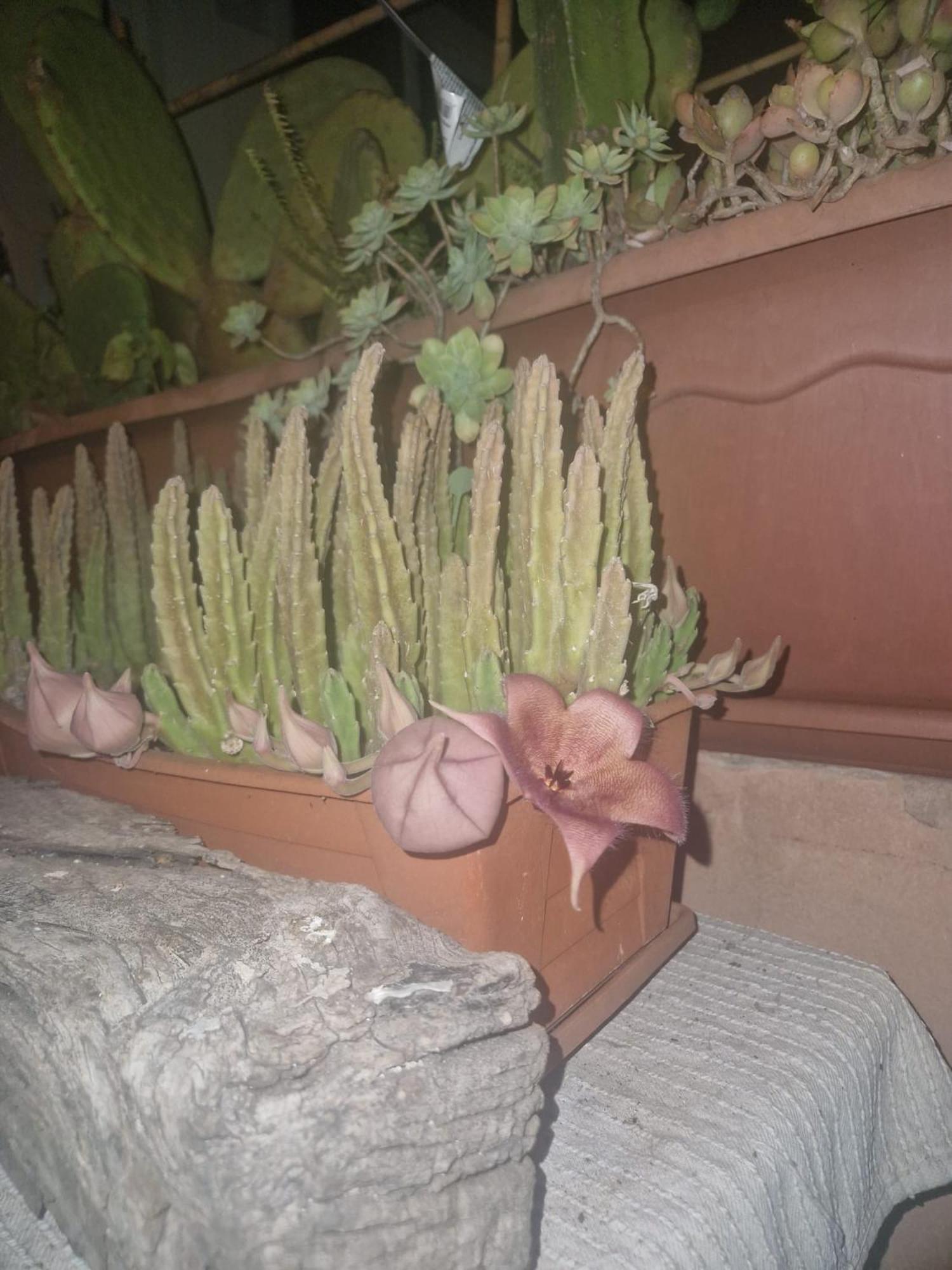 La Casa Di Melina - Home Book & Green Lovely Terrace Pachino Luaran gambar